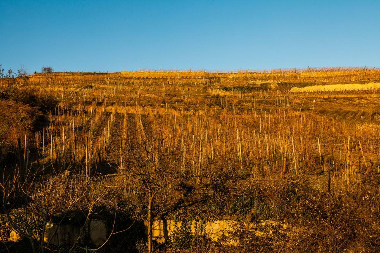 Gite Galerie Le 1892 Au Coeur Du Vignoble Ribeauvillé Eksteriør billede